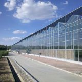 Multispan Glass Greenhouse, 8m/12m Span, Venlo Type Glass Greenhouse