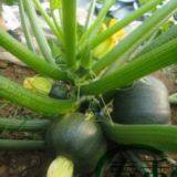 Early Maturity Green Peel Excellent Shining Zucchini Seed Round Green F1 Hybrid Squash/zucchini Seeds No.80 thumbnail-2