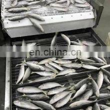 Land Frozen Small Eye Horse Mackerel Fish thumbnail-2