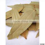 Cinnamomum Tamala thumbnail-2