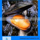 frozen half shell mussel