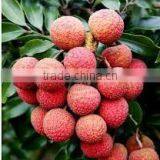 Vietnam Amazing Lychee thumbnail-5