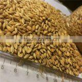 Ukraine Barley ,barley Seeds Have Good Quality and Price thumbnail-2