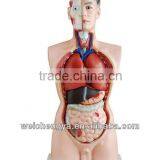 85CM Male Torso Model