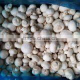 IQF Frozen White Mushroom / Frozen Champignon thumbnail-1