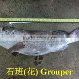 Grouper thumbnail-3