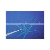 White Squid thumbnail-1