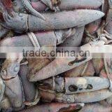 Frozen Black Squid (Todarodes Pacificus) thumbnail-3