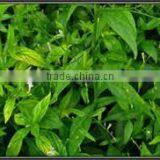 Kalmegh Dry Extract thumbnail-4