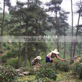 Organic EU Standard Chunmee Green Tea 9366 thumbnail-4