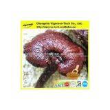 100% High Quality Lucidum Spore Powder Extract/ganoderma Lucidum Spore Powder/ganoderma Lucidum Spore Extract thumbnail-2