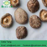 Shiitake Mushroom thumbnail-2