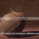 Tasty and Healthy Cocnut From India thumbnail-3