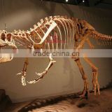 Dinosaur Skeleton Model Of Afrovenator