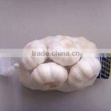 Pure White Garlic thumbnail-1