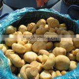 Chinese Mushrooms in Brine