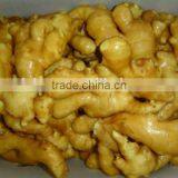 Organic Fresh Ginger thumbnail-5