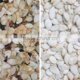 Pumpkin Seeds and Sunflower Seeds Color Sorter/processing Machine With RGB CCD Camera thumbnail-5