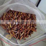 Dog Treats Dried Grasshopper Organic Pet Food thumbnail-2