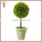 Decorative Single Prserved Boxwood Ball Tree thumbnail-1