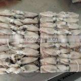 2015 Baby Squid thumbnail-5