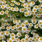 Chamomile Extract Plant Extract thumbnail-1