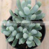 Echeveria Decorative Plants Echeveria, Succulent Plants, Tropical Plants thumbnail-2