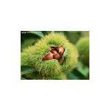 Chestnut thumbnail-2