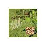 Astragalus Root Extract thumbnail-1