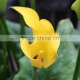 Popular classical yellow calla lily flower