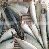 Pacific Mackerel HG Fish Frozen Spanish Mackerel thumbnail-1