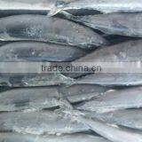 FROZEN PACIFIC SAURY WHOLE ROUND thumbnail-6