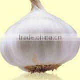 5.5cm Fresh Normal White Garlic thumbnail-1