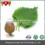 ISO GMP Factory 100% Pure Natural Mulberry Leaf Extract thumbnail-3