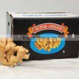 CHINESE FRESH GINGER thumbnail-1