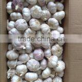 WHITE GARLIC FROM VIETNAM (SKYPE: VISIMEX10) thumbnail-6