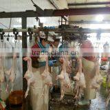 Poultry Slaughter Plant for Broilers/Slaughtering Plant in China/ Poultry Hanging and Slaughtering Conveying Line thumbnail-1