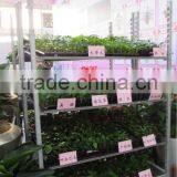 A11 Low Noise Pot Plant and Flower Danish Trolley Carts thumbnail-3