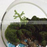 DIY Accessories Natural Moss Decorative Green Moss for Micro Landscape thumbnail-3