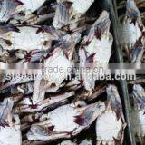Pollock Fish is a Fish of Crab thumbnail-1
