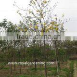 Tabebuia Chrysantha With Yellow Flower Season