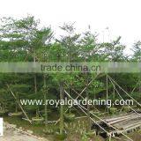 Terminalia Mantaly Tropical Trees High 4-9m,dia 6-13cm thumbnail-2