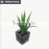 Mini Decorative Home and Office Table Potted Succulent Plant thumbnail-3