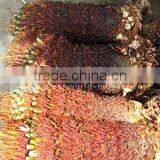 Cycas Revoluta no Leaves no Soil thumbnail-1