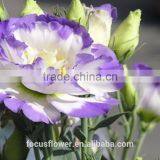 Beautiful Purple Ring Eustoma Flowers For Export thumbnail-2
