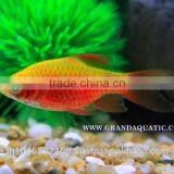 Rosy Barb Fish Farm For Sale and Export thumbnail-1