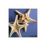 Sea Shell, Seashell thumbnail-1