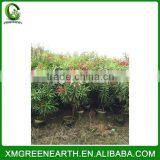 Nerium Indicum Mill Red Flower thumbnail-2