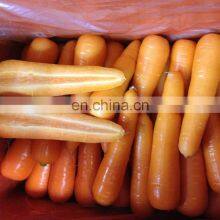 Sinocharm 2022 New Crop Fresh Carrot thumbnail-3