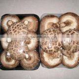 Fresh Lentinus Edodes thumbnail-1